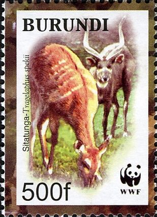 Sitatunga (Tragelaphus spekii)