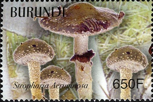 Stropharia aeruginosa