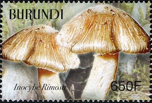 Inocybe rimosa