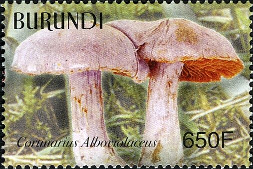 Cortinarius alboviolaceus