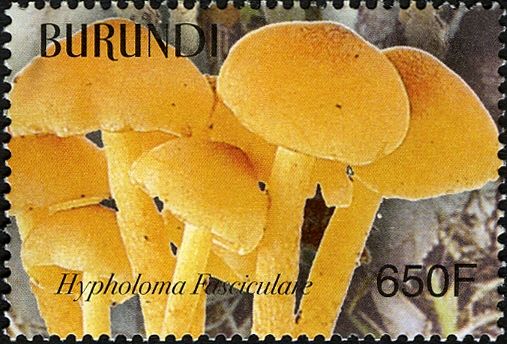 Hypholoma fasciculare