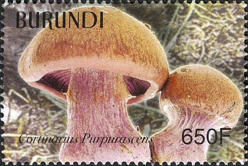 Cortinarius purpurascens