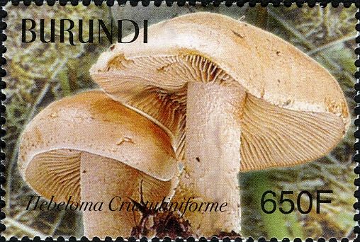 Hebeloma crustuliniforme