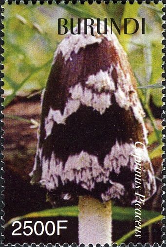 Coprinus picaceus