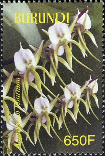 Angraecum eburneum