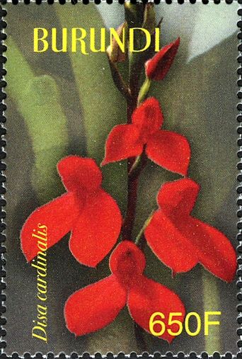 Disa cardinalis