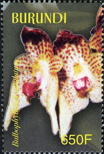 Bulbophyllum guttulatum