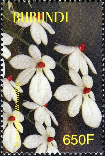 Aerangis luteoalba