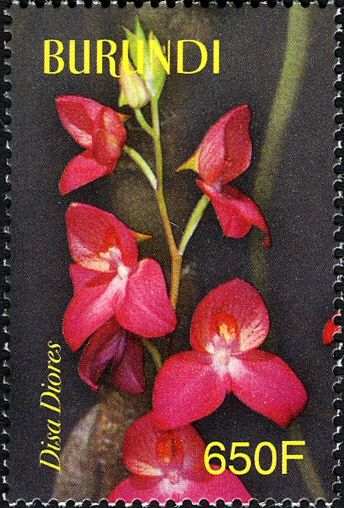 Disa Diores