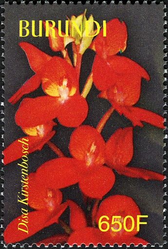 Disa Kirstenbosch Pride