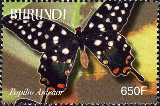 Madagaskar Giant Swallowtail (Papilio antenor)