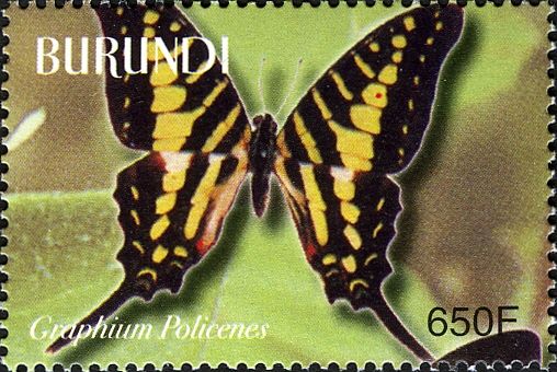 Common Swordtail (Graphium policenes)