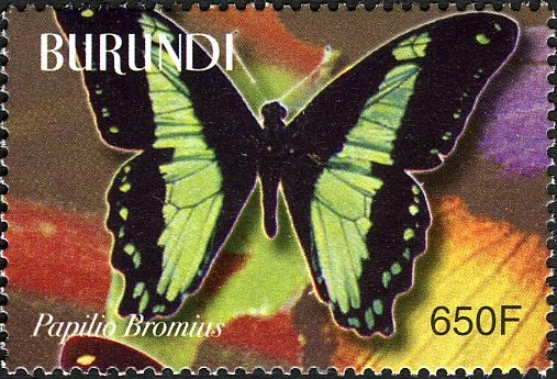 Broad Green-banded Swallowtail (Papilio bromius)