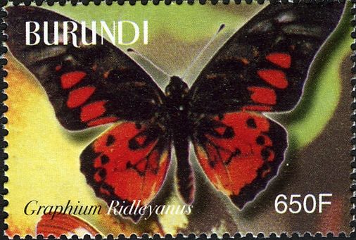 Acraea Swordtail (Graphium ridleyanus)