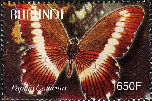 Narrow-banded Swallowtail (Papilio gallienus)