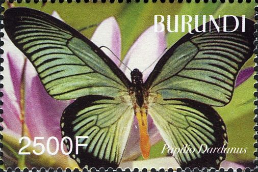 African Swallowtail (Papilio dardanus)