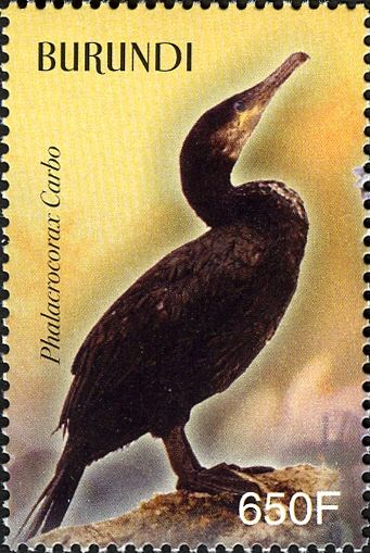 Great Cormorant (Phalacrocorax carbo)