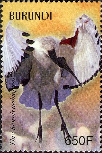 Sacred Ibis (Threskiornis aethiopicus)