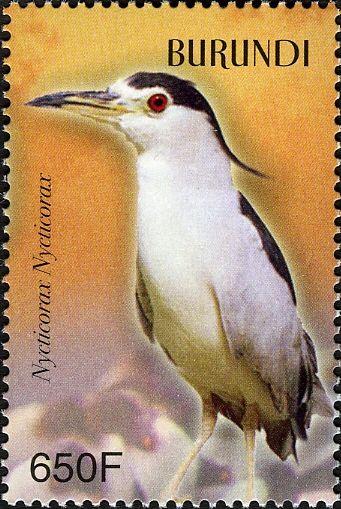 Black-crowned Night-heron (Nycticorax nycticorax)
