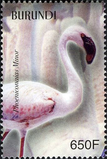 Lesser Flamingo (Phoeniconaias minor)