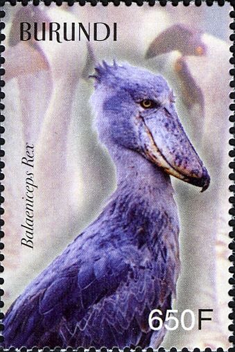 Shoebill (Balaeniceps rex)