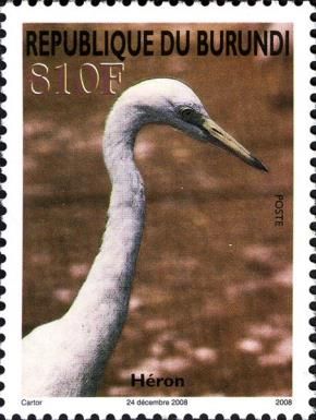 Intermediate Egret (Ardea intermedia)