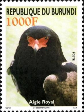 Bateleur (Terathopius ecaudatus)