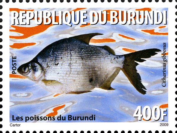 Lutefish (Citharinus gibbosus)