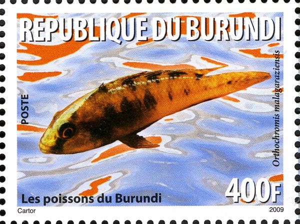 Cichlid (Orthochromis malagaraziensis)