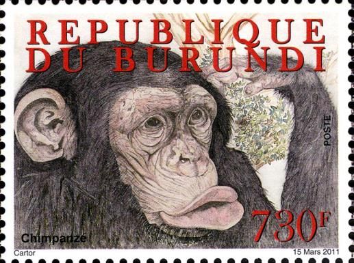 Chimpanzee (Pan troglodytes)