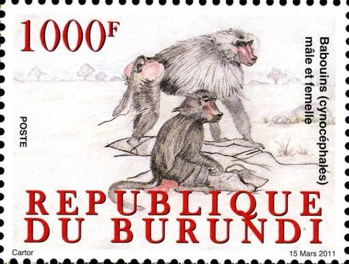 Hamadryas Baboon (Papio hamadryas)