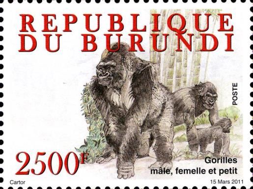 Western Gorilla (Gorilla gorilla)