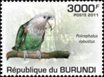 Brown-necked Parrot (Poicephalus robustus)