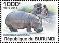Hippopotamus (Hippopotamus amphibius)