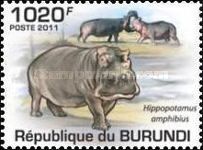 Hippopotamus (Hippopotamus amphibius)
