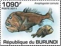 Common Fangtooth (Anoplogaster cornuta)
