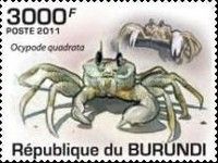 Atlantic Ghost Crab (Ocypode quadrata)