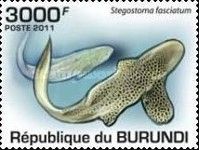 Zebra Shark (Stegostoma fasciatum)