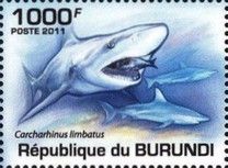 Carcharhinus limbatus