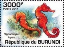 Hippocampus ingens