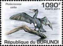 Great Cormorant (Phalacrocorax carbo)