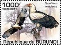 Palm-Nut Vulture (Gypohierax angolensis)
