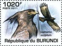 Long-crested Eagle (Lophaetus occipitalis)