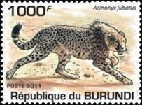 Cheetah (Acinonyx jubatus)
