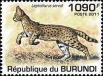 Serval (Leptailurus Serval)