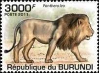 Lion (Panthera leo)