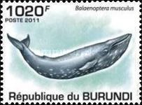 Blue Whale (Balaenoptera musculus)