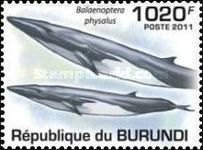 Fin Whale (Balaenoptera physalus)