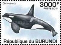 Killer Whale (Orcinus orca)