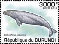 Grey Whale (Eschrichtius robustus)